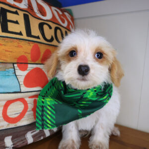 Prince Maltipoo 01 Prince Maltipoo 01