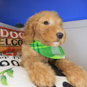 Puck Goldendoodle 01