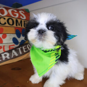 Quicksilver Shih Tzu 01