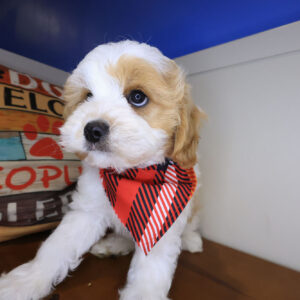 Randall Cavapoo 01 Randall Cavapoo 01