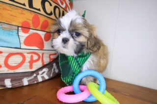 Raptor Shih Tzu 01