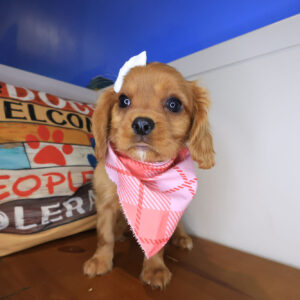 Rapunzel Cavalier King Charles Spaniel 01