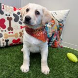 Rascalito Labrador Retriever 01