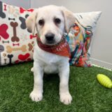 Rascalito Labrador Retriever 02