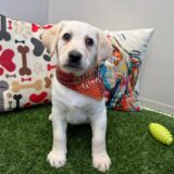 Rascalito Labrador Retriever 03