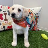 Rascalito Labrador Retriever 04