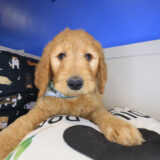 Rico Goldendoodle 01