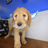 Rico Goldendoodle 02