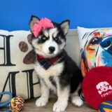 Ronda Siberian Husky 02