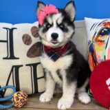 Ronda Siberian Husky 03