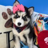 Ronda Siberian Husky 04