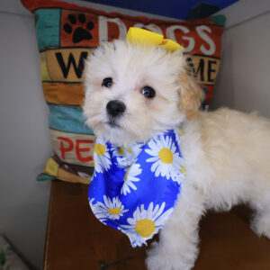 Rosie Maltipoo 01 Rosie Maltipoo 01