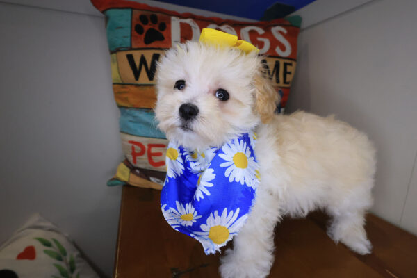 Rosie Maltipoo 01