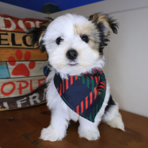 Roux Morkie 01