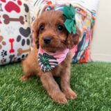 Roxan Cavapoo 01