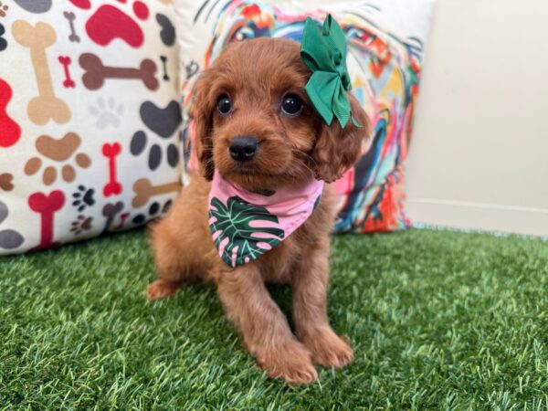 Roxan Cavapoo 01