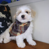 Rusty Maltipoo 04