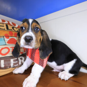 Sam Basset Hound 01 Sam Basset Hound 01