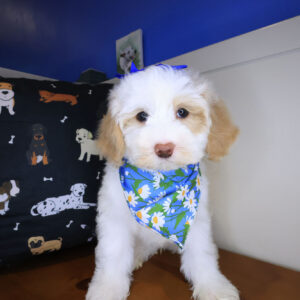 Samantha Havanese 01 Samantha Havanese 01