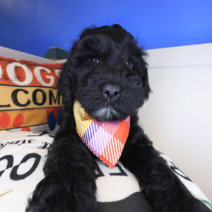 Seven Mile Goldendoodle 01