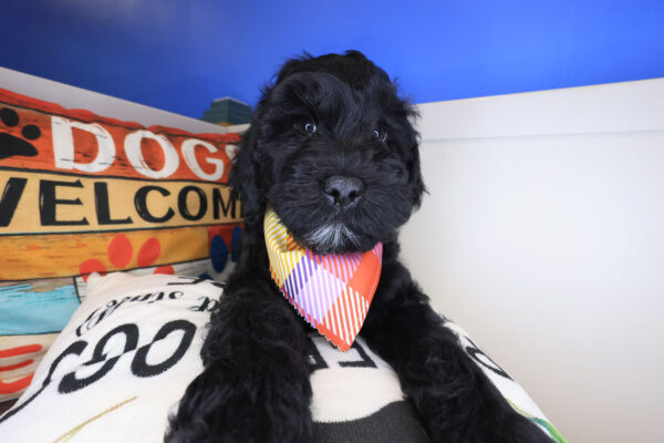 Seven Mile Goldendoodle 01