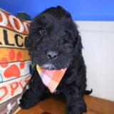 Seven Mile Goldendoodle 02