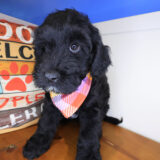 Seven Mile Goldendoodle 03