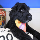 Seven Mile Goldendoodle 04