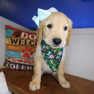 Shelby Golden Retriever 01