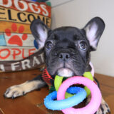 Skiper French Bulldog 01