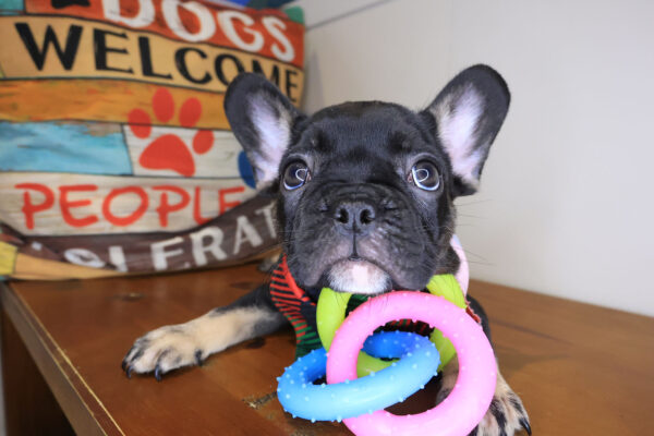 Skiper French Bulldog 01