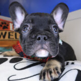 Skiper French Bulldog 02