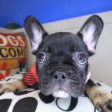 Skiper French Bulldog 03