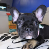 Skiper French Bulldog 04