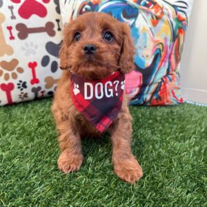 Smidge Cavapoo 01 Smidge Cavapoo 01