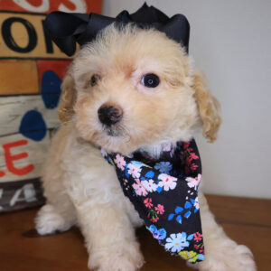 Snowflake Bichapoo 01