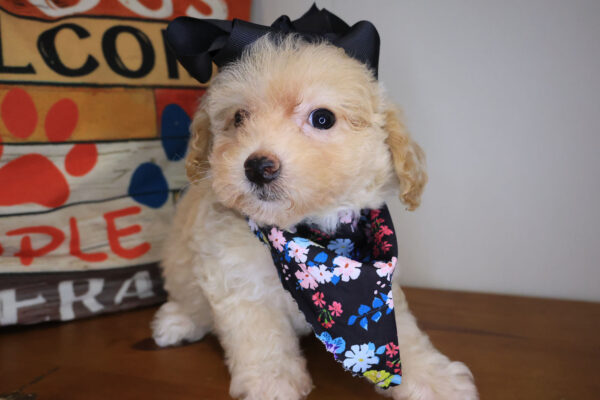 Snowflake Bichapoo 01