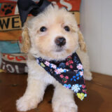 Snowflake Bichapoo 03