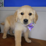 Spooky Golden Retriever 02