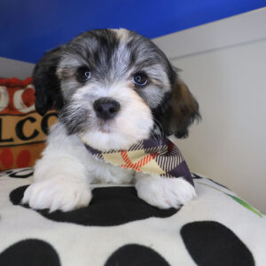 Spritzer Havanese 01