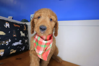 Sumo Goldendoodle 01