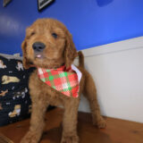 Sumo Goldendoodle 03
