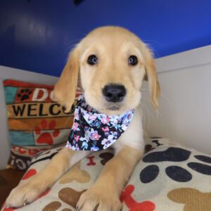 Sunflower Golden Retriever 01