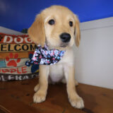 Sunflower Golden Retriever 04