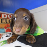 Tashi Dachshund 03