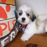 Tater Tot Teddy Bear 01