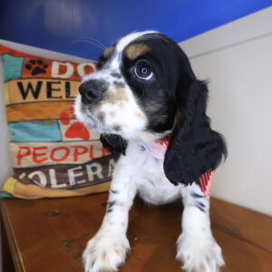 Tazir Cocker Spaniel 01 Tazir Cocker Spaniel 01