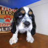 Tazir Cocker Spaniel 02