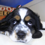 Tazir Cocker Spaniel 03