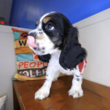 Tazir Cocker Spaniel 04